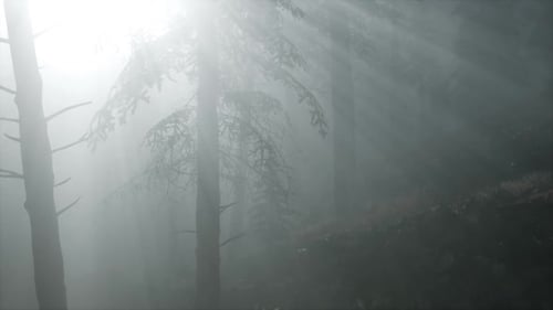 Misty Spring Morning in Pine Tree Forest