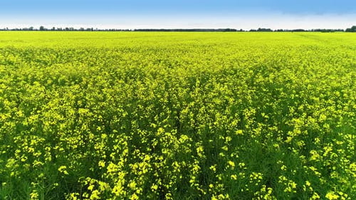Yellow Rape Field in the Spring. Drone Shot of Blooming Field, Yellow Rape