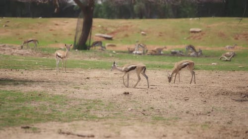 Group of Beautiful Gazelles Grazing in a Meadow