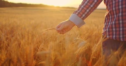 A Close-up of a Male Farmer Holds Wheat in the Sunlight and at Sunset Examines Its Spikes. Brushes