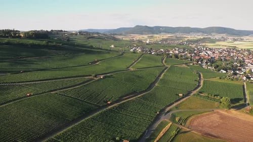 Üppige Weinberge an Hängen in