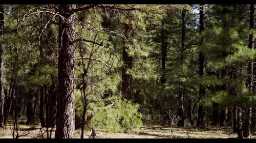 Sedona 2010