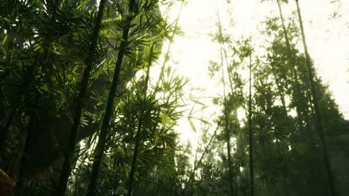 Green Bamboo Forest with Morning Sunlight