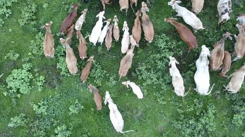 Cow farm at small village