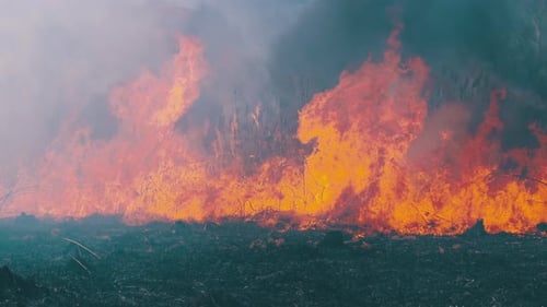 Fire in the Forest. Burning Dry Grass, Trees and Reeds. Wildfire. Slow Motion.