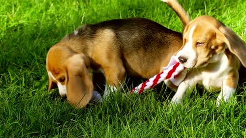 Happy Beagle Dogs in Park. Slow Motion