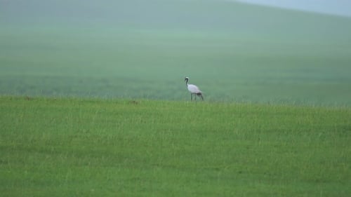 Real Wild Crane Birds Walking in Natural Meadow Habitat