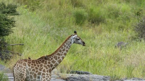 The Giraffe with Birds of Her Back Drinking Water. African Animals Harmony in Natural Preserve, Full