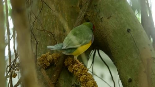 Colorful Gouldian Finch Foraging on Branch in Nature