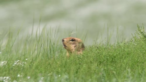 Echtes wildes Murmeltier auf einer Wiese mit grünem frischem Gras bedeckt