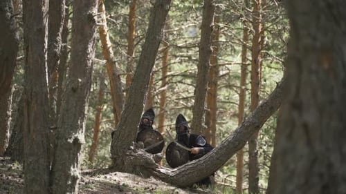 Armored Warriors Armed with Swords and Shields in Forest
