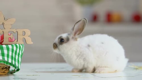 Flauschiges Kaninchen sitzt in der Nähe eines Glückwunsch-Osterkorbs wie Symbol