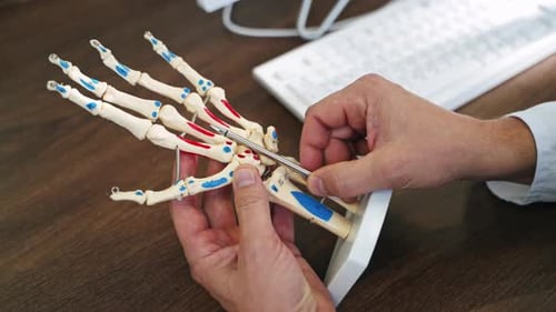 Doctor Hands Inspect Hand Skeleton Model With Tool