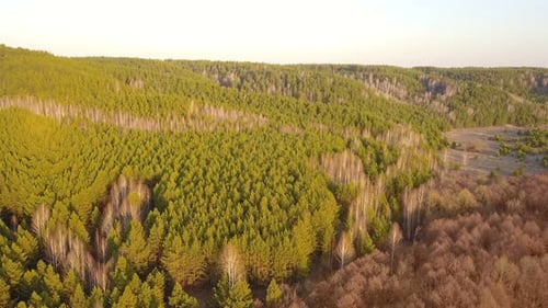 Spring Nature Forest