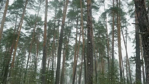 Winter Forest With Falling Snow