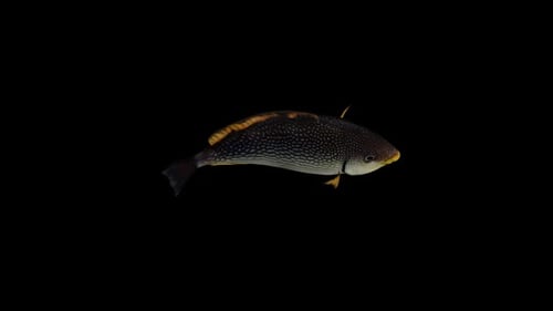 Javes Fish Top View