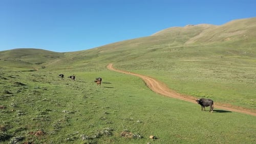 Vaches et Meadow