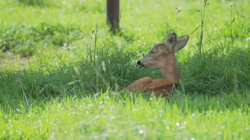 Young Fawn Relaxing in Green Meadow
