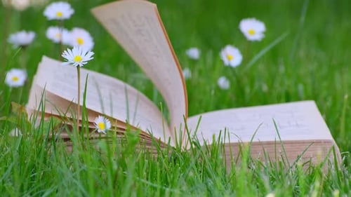 Book laying in green grass near white chamomile flowers. Close-up, open paper old book laying