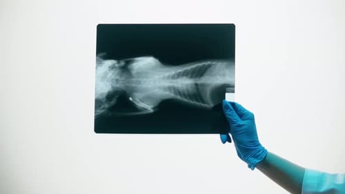 Medical Professional Examining Animal X-Ray