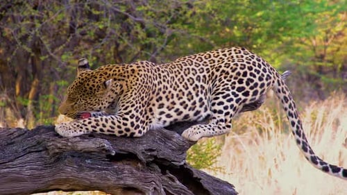 Leopard Feeding In Africa