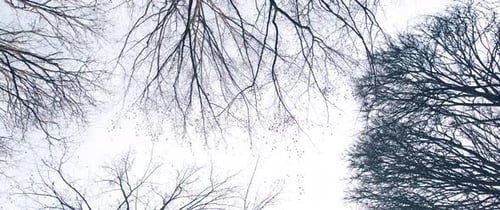 The Forest