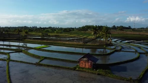 Fly above rice terrace in Bali Indonesia