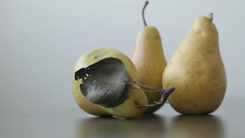 Fondo con fruta del género Pyrus 4K 2160p Imágenes inclinables UltraHD - Peras sobre la mesa slow ti