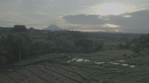 Rice field