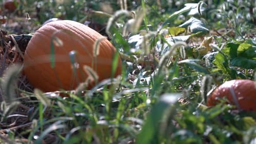 Dolly moves to the left as large pumpkin in a field with the sun rising behind it has dew glistening