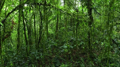 Going alongside the many vines covered in grass in a forest with a green color