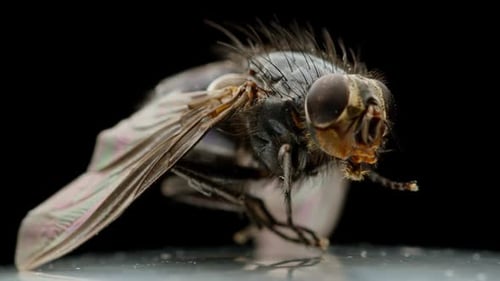 Extreme Close Up of Fly