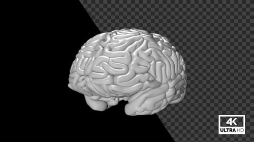Human Brain Seamlessly Rotated White V1