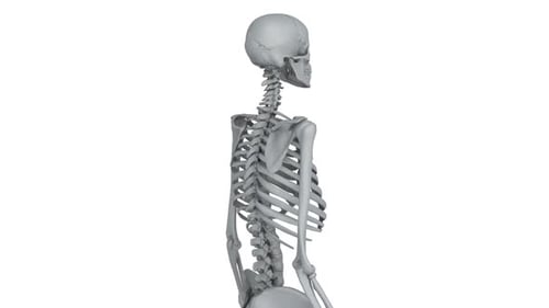 Skeleton-Modell