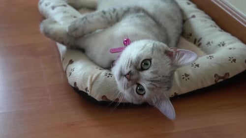 Sweet Tabby Cat Lying Down in Bed