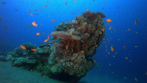 Underwater Scene