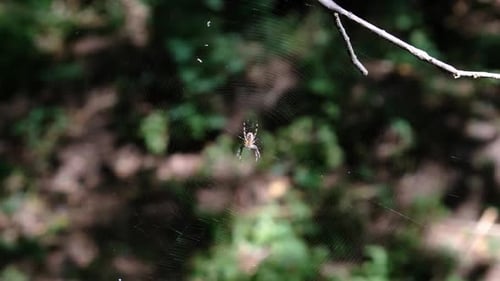 Spider Araneus Closeup on a Web Against a Background of Green Nature