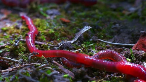 Worms