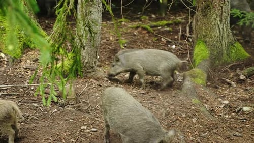 Animales divertidos: un pequeño jabalí rascándose un culo alrededor de un árbol