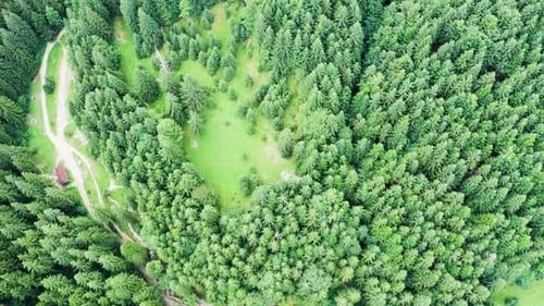 Beautiful Drone Aerial Footage of Green Forest and Natural Park