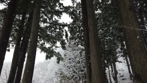 Snow Falling In Winter Forest