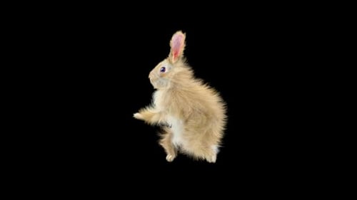 Hase Walking HD