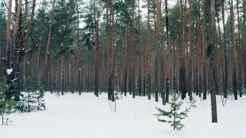 Es schneit im Wald