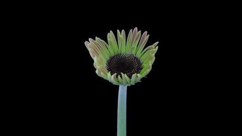 Pink Gerbera Daisy Flower Blooming Time-Lapse