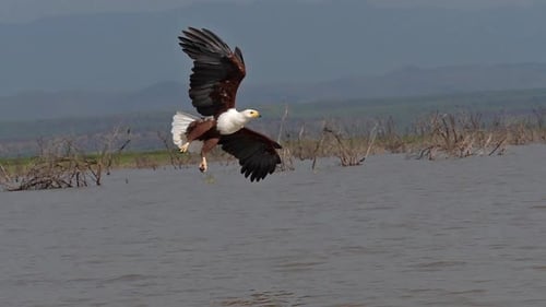 African Fish-Eagle, haliaeetus vocifer, Adult in flight, Fish in Claws, Fishing at Baringo Lake
