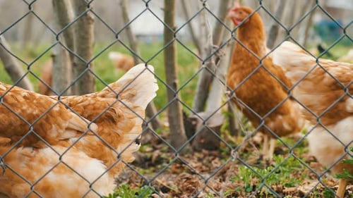 Chickens Behind Wire Fence on a Farm