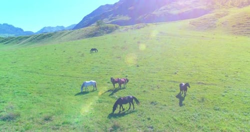Flug über Wildpferdeherde auf Wiese. Spring Mountains Wilde Natur. Freiheitsökologie Konzept