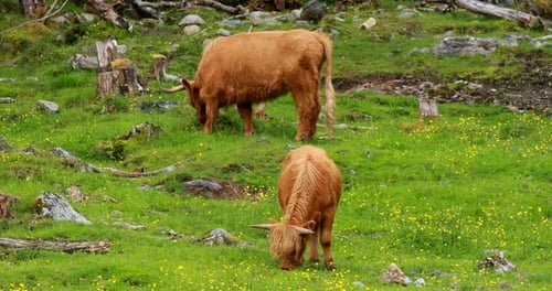Highland Cattle Grazing on a Green Meadow