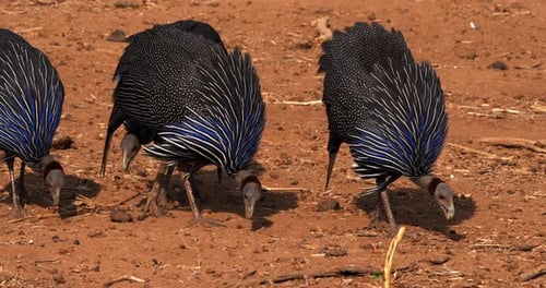 Geier-Meerschweinchen, Acryllium vulturinum, Gruppe im Samburu Park, Kenia, Echtzeit 4K