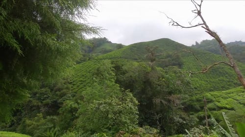 Slowmotion Shot of Tea Plantations in Mountains